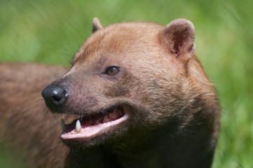 Bush Dog 