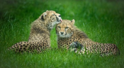 Fototapeta na wymiar Cheetahs 