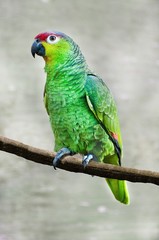 Parrot 