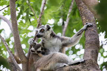Portrait of lemur catta baby eating milk mother on tree  (ring tailed lemur)