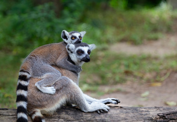 Baby lemur catta (ring tailed lemur) holding on the back of mother with nature background.