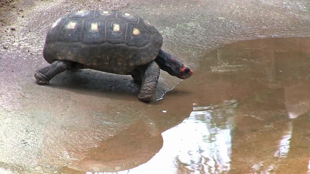 Red-footed tortoise drinks water in the lake scene. The animal looks around and walks out of the frame. Animal in captivity. Video recorded in Southeast of Brazil. 