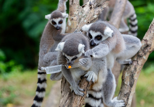 Group Of  Lemur Catta  (ring Tailed Lemur) Fight Over Food From Plastics Pack Give From Human At The Park.