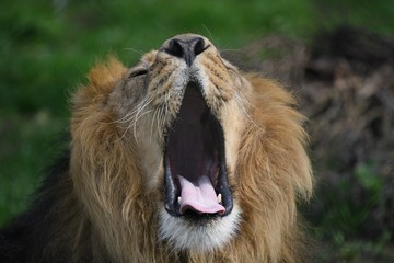 Lion roaring