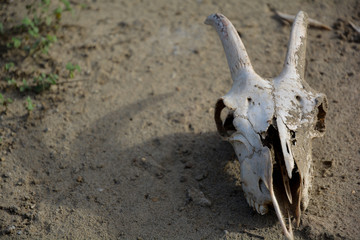 Goat skull in the desert sand