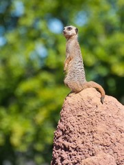 Meerkat 