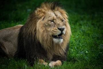 Lion