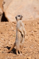 Fototapeta premium Meerkat 