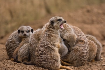 Meerkat 