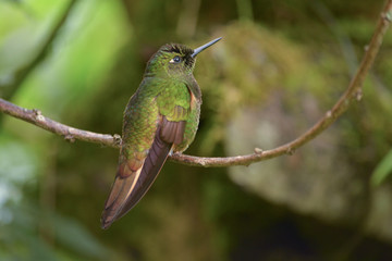 Fototapeta na wymiar Tyrian metaltail with puffy feathers sitting on a branch
