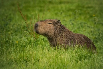 Capybara 