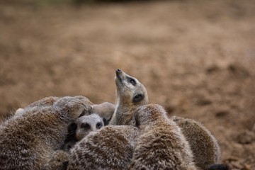 Fototapeta premium Group of Meerkats 