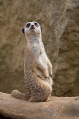 Fototapeta premium A single Meerkat 