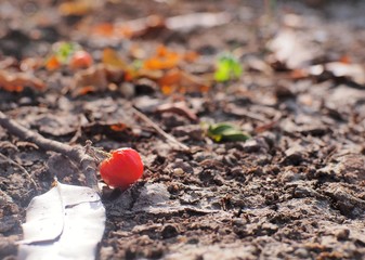 The cherries that fall on the ground