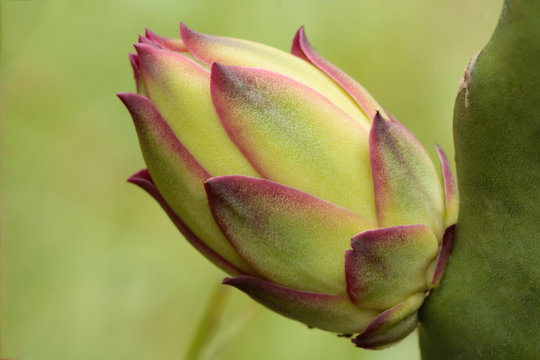 Bot&atilde;o da Flor da Pitaya
