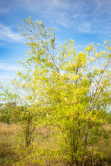 Fototapeta premium Bamboo plants with blue sky.