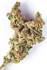 Marijuana bud flowers of cannabis.(Skunk is a hybrid strain that has influenced cannabis on a global scale)