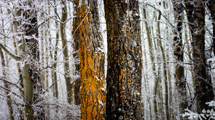 Obraz premium Two Trees Covered in Orange Lichen in a Frost Covered Forest
