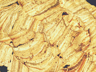 Abandoned european wasp nest in house.