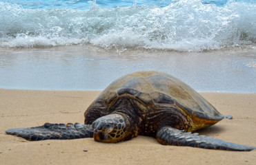 turtle on the beach