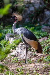 Grey crowned crane standing and looking forward