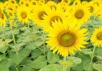 Many yellow sunflowers blooming in a garden,beautiful pollen in shining day