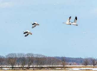 Wings Up, Wings Down, these Snow Geese Look Like They Are Dancing A Ballet