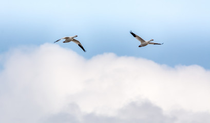 Duo of Snow Geese Flying High in the Cloudy Sky