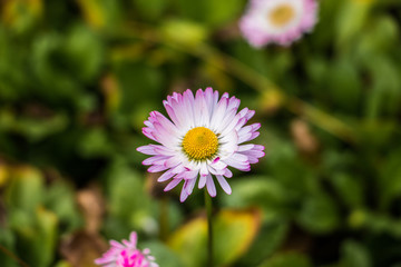 Purple English Daisy