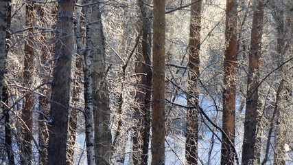 Obraz premium forest