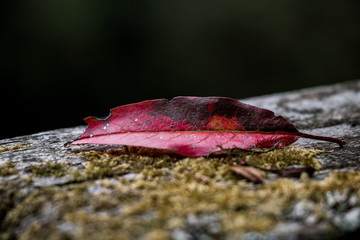 Close shot of fallen red leaf