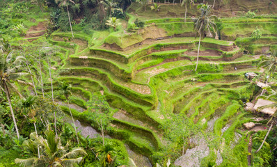 Oblique view of Wet Green Rice Paddy Fields at Tegalalang, Bali 