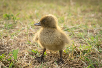 Yellow ducklings walk on the grass in the evening.