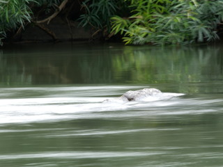 The water flows through the rocks over the YOM river.Shooting location is Sukhothai Thailand. 