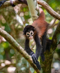 Obraz premium Baby Spider Monkey in Costa Rica 