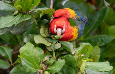 Scarlet Macaw in Costa Rica  © Harry Collins