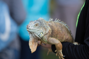 Large lizard pet at a petting zoo.