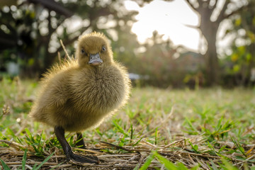 Yellow ducklings walk on the grass in the evening.