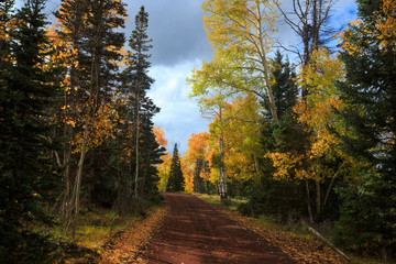 Autumn Road in Scenic Forest of Utah