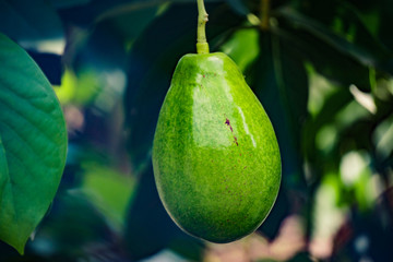 Geen avocado in the tree