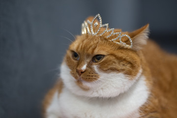 Portrait of red home cat with princess crown on head.