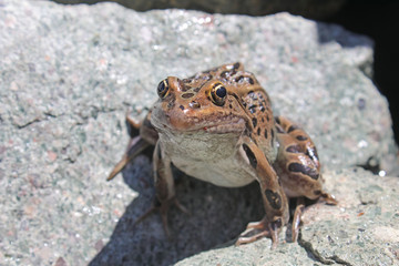 Northern Leopard Frog