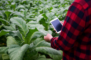Examining the quality of tobacco farms by farmers using modern agricultural technology, tablet in Asia