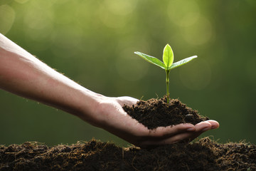 Hand holding and caring a green young plant