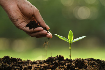 Hand putting soil around young plant on nature background