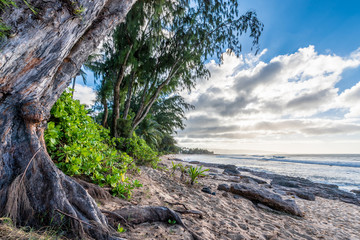 Pine trees, palm trees and tropical vegetation at sunset on Sunset Beach on the North Shore of...
