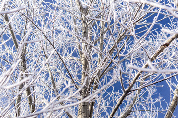 Frosted trees in the cold winter air