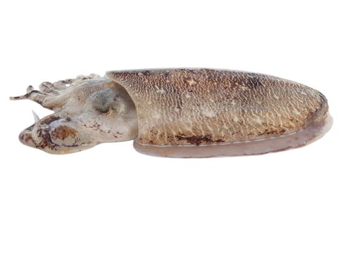 Giant cuttlefish isolated on white background 