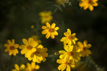 Obraz premium Yellow Flowers, Coreopsis Verticillata