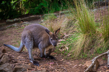 Obraz premium Wallaby